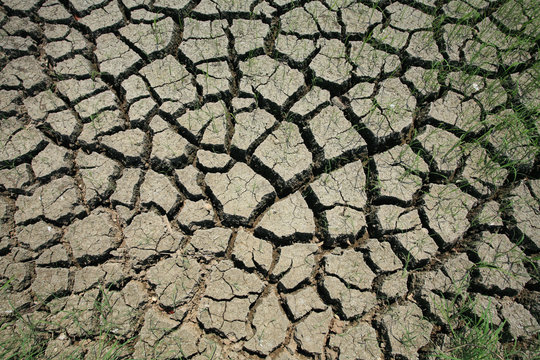 cracked earth with survived grass
