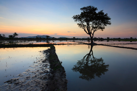 Single tree at sunset in Sabah, Borneo, Malaysia