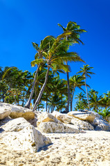 Exotic palm trees on the rocky coast of the Caribbean beach - obrazy, fototapety, plakaty