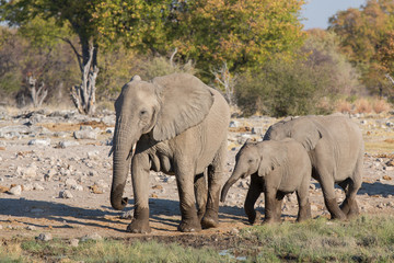 Fototapeta na wymiar Słonie w Etosha