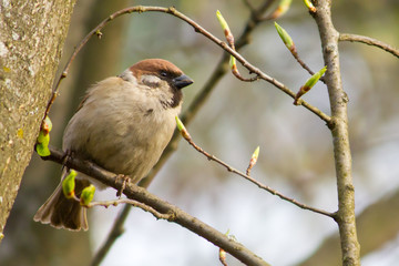 Sparrow on a branch