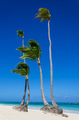 High royal palms on sandy Caribbean beach in Dominicana - obrazy, fototapety, plakaty