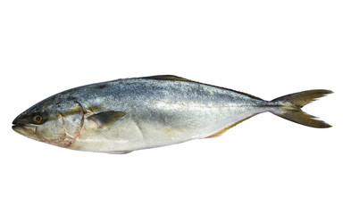 Blue Mackerel fish isolated