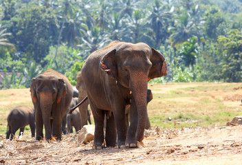 Fototapeta na wymiar Elephants in park
