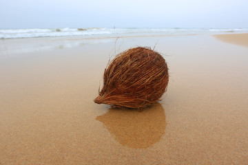 coconut on beach
