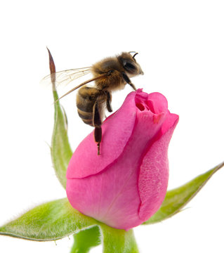 bee and pink rose