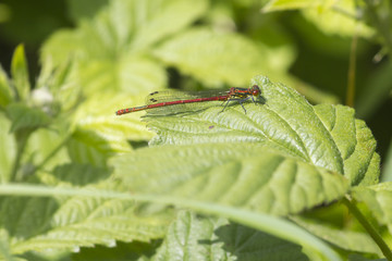 Red damselfly