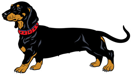 black dachshund