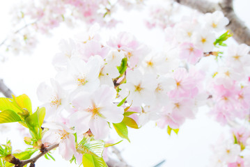 白とピンクの珍しい桜の花