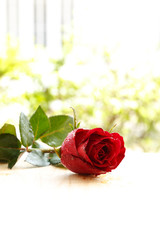 beautiful red rose flower