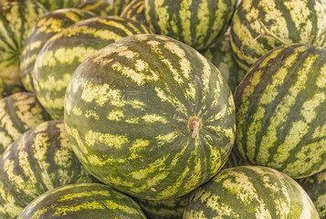 group of organic watermelon