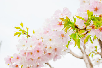 白とピンクの珍しい桜の花