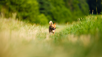 Happy dog running through a meadow - 61167236