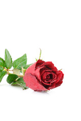 Fototapeta premium red rose flower on white background