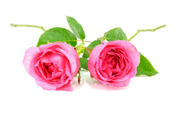 pink rose flower on white background
