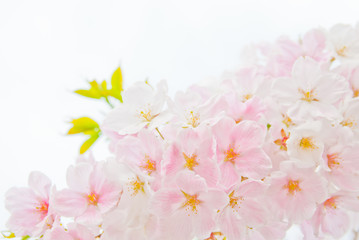 白とピンクの珍しい桜の花