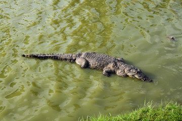 Wild Crocodile in the swamps, Yamoussoukro, Ivory Coast.