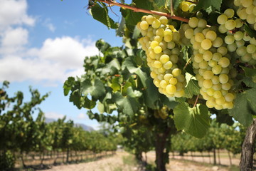 Chardonnay grapes on vine in vineyard - obrazy, fototapety, plakaty
