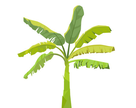 Banana tree - vector