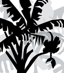 Banana tree silhouette- vector