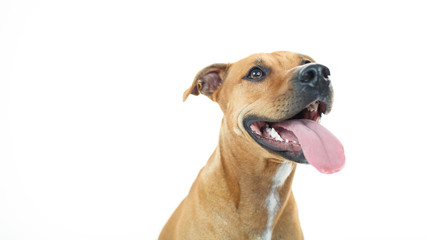 Portrait of American Pit Bull Terrier