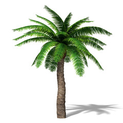 3d illustration of a Palm Tree