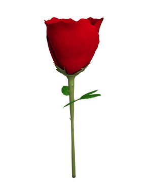 3d illustration of a rose