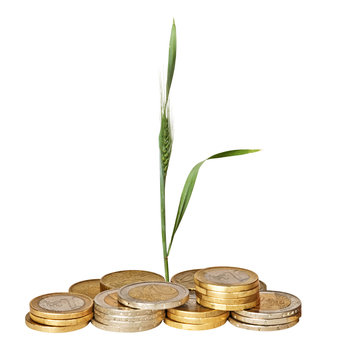 Wheat growing from pile of coins