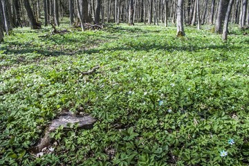 Весенняя опушка леса с цветущими пролесками и зелёной травой