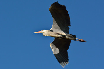 Fischreiher im Flug