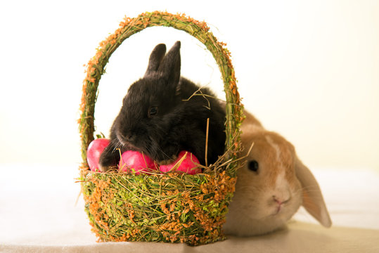 Zwei Kaninchen mit Osterkorb und bunten Eiern