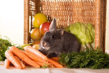 Graues Kaninchen mit Karotten, Äpfeln und Salat