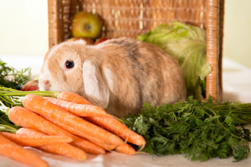 Braunes Kaninchen mit Karotten, Äpfeln und Salat