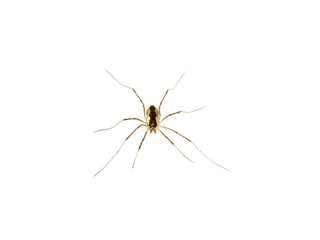 Harvestman on white background