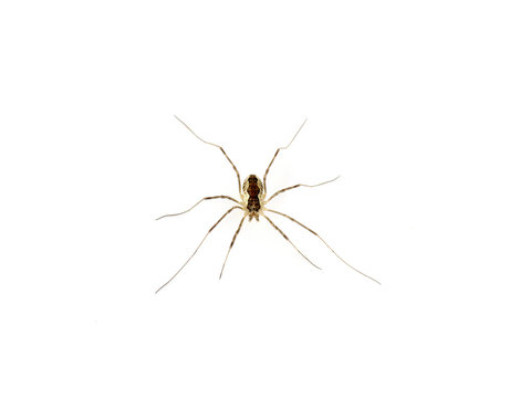 Harvestman on white background