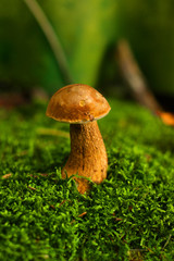 mushroom in the moss