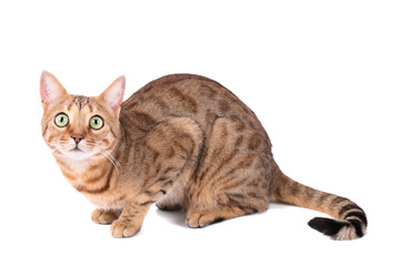 Brown cat breed Bengal (leopard cat - Prionailurus bengalensis)
