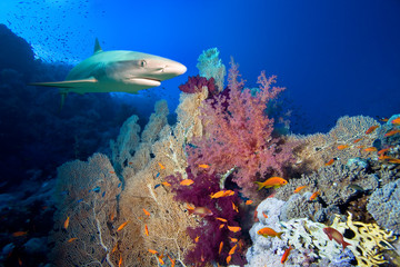 Obraz premium Underwater image of coral reef with shark