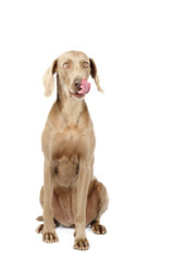 Weimaraner dog