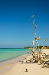 Tropical and exotic sandy beach in Cuba, Caribbean