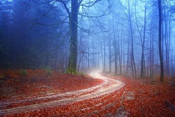 Mysterious forest road © robsonphoto