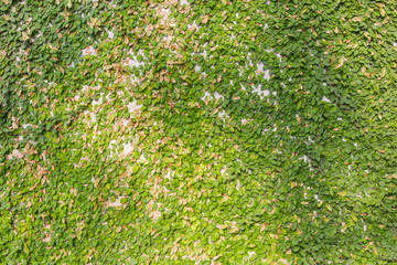 Green creeper on cement wall