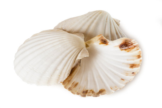 Conchas