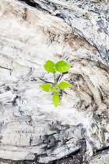 New Young Tree on Old Dead Tree