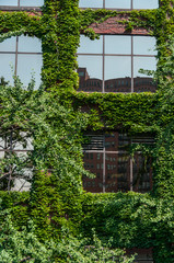 View of a window and of a wall covered with ivy - 61179627