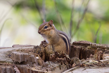 Eastern Chipmunk