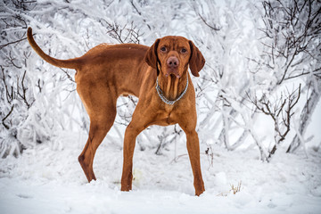 Hungarian hound dog