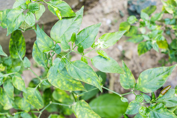 Obraz premium Green pepper on tree
