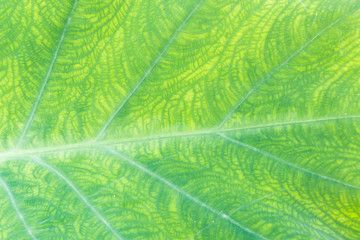 Naklejka na ściany i meble Green Caladium leaf Texture