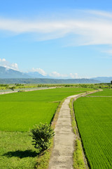 Rice farm in country